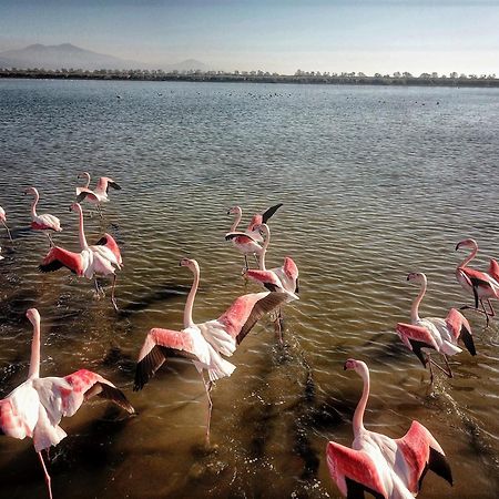 Flamingo View Suites & Villas 尼坡帝 外观 照片