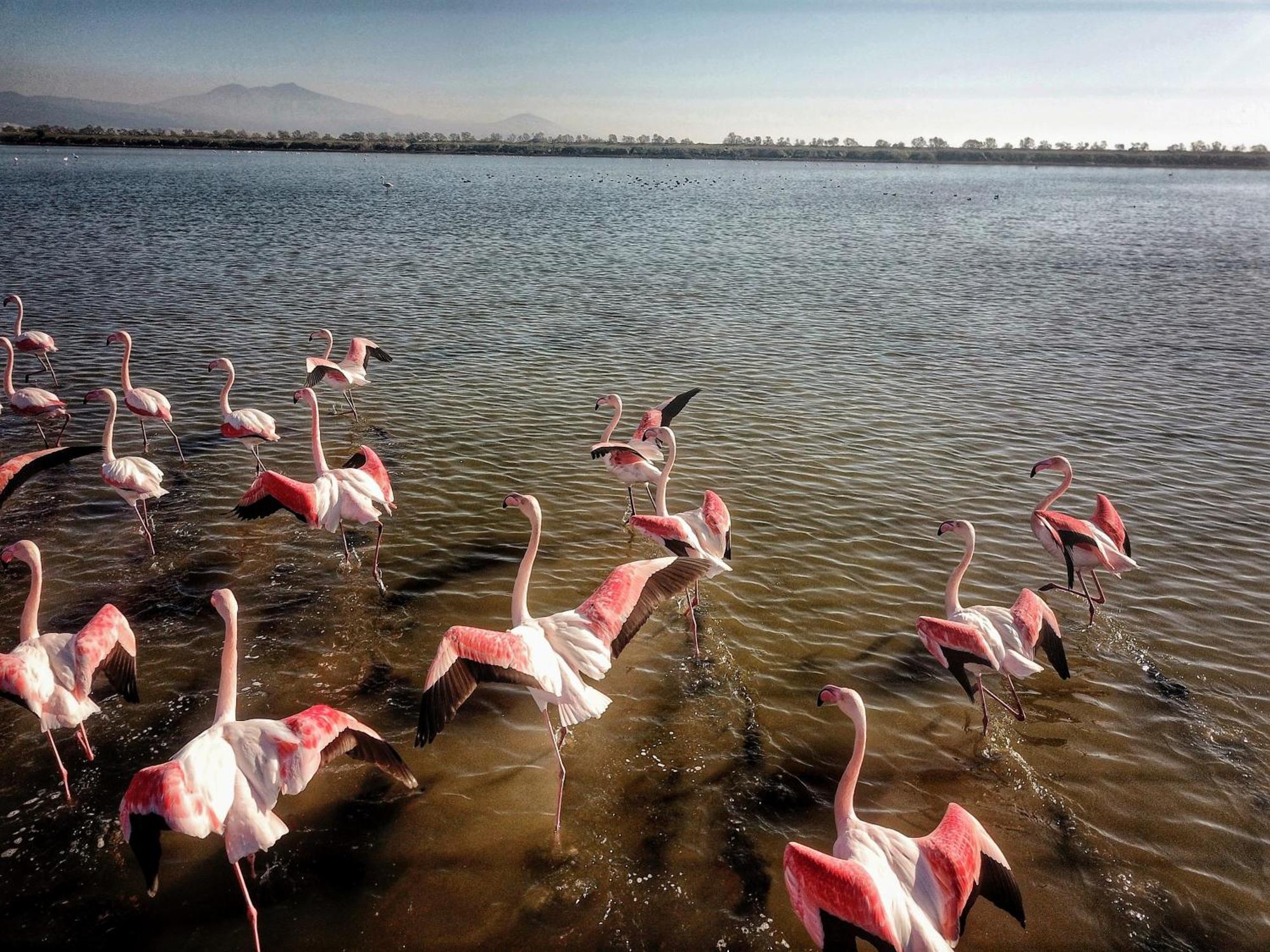 Flamingo View Suites & Villas 尼坡帝 外观 照片
